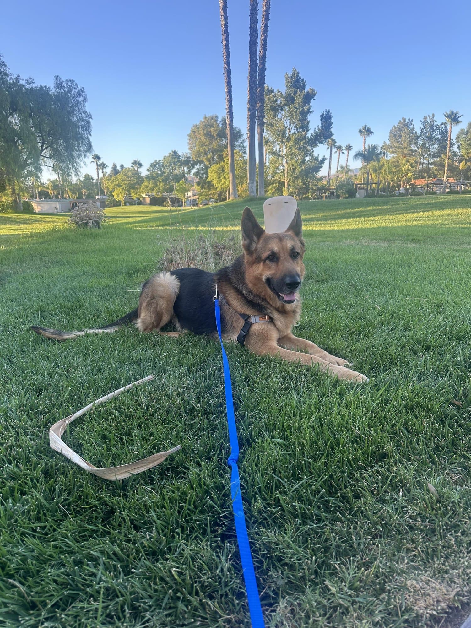 Axel, a German shepherd, lying on a lawn at a park with palm trees behind him, holding a blue leash