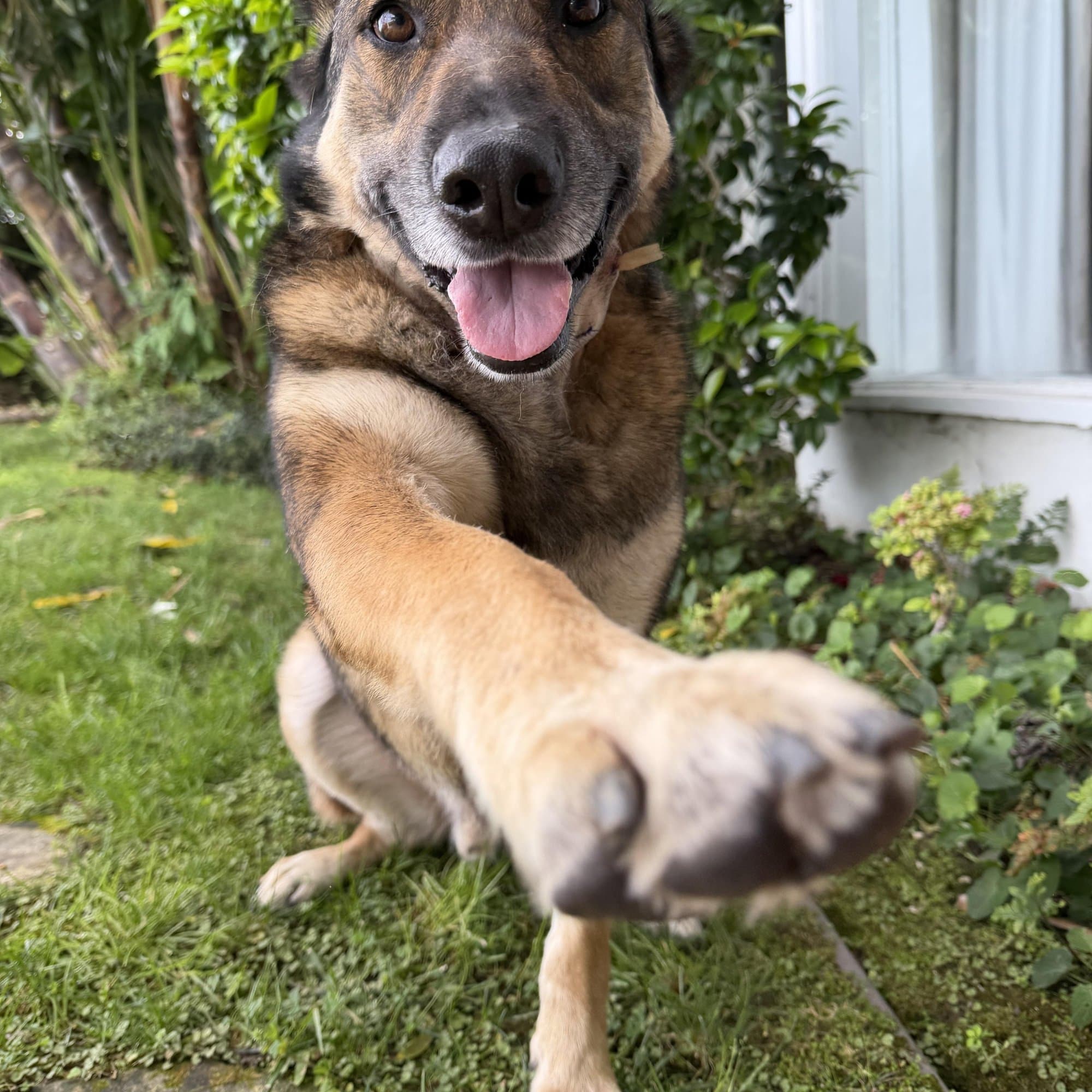 Bailey, a German shepherd, standing on grass with his tongue out and one paw raised