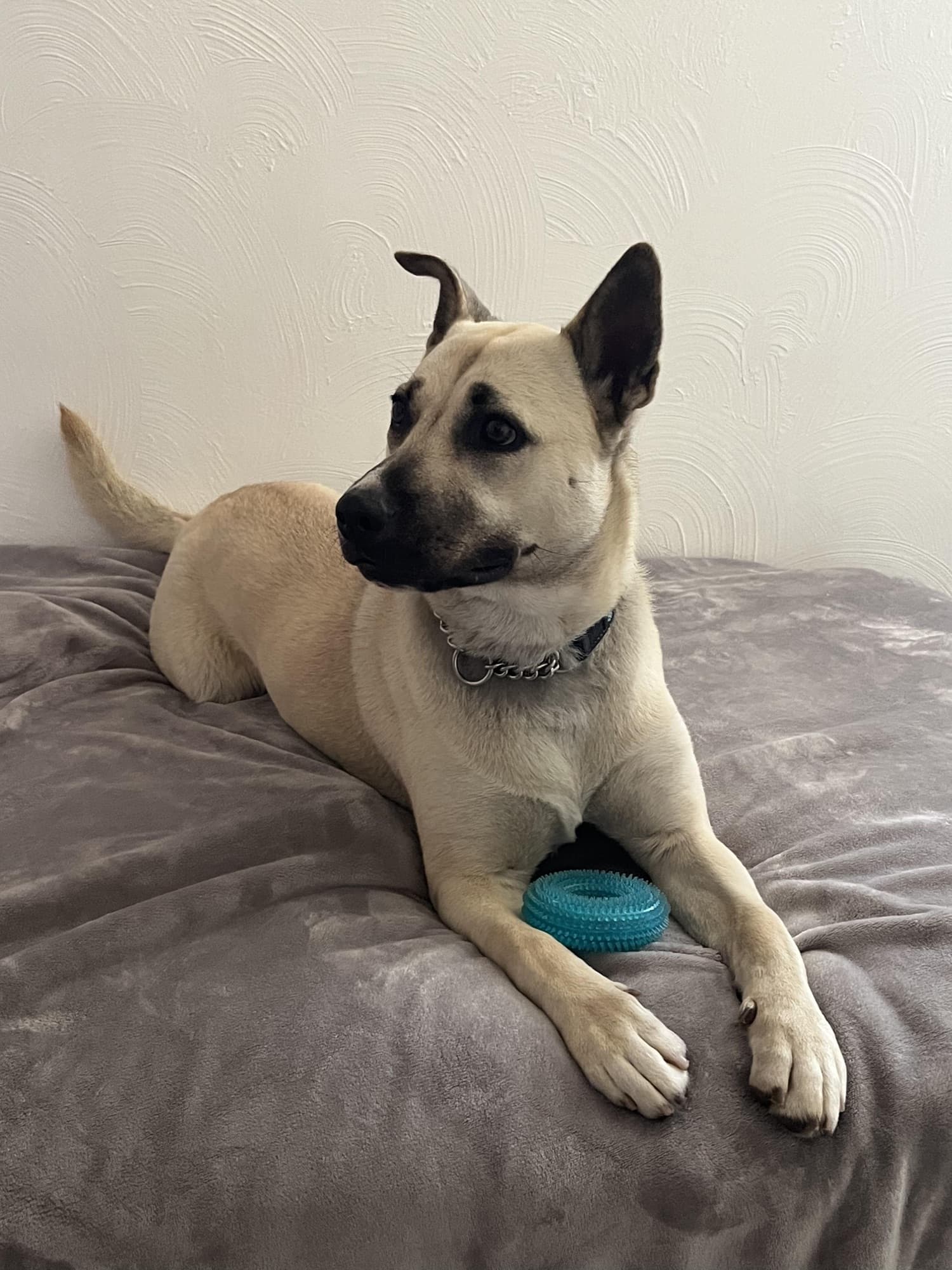 Candice, a tan German shepherd, lying on a grey blanket with a blue ring toy under her paws