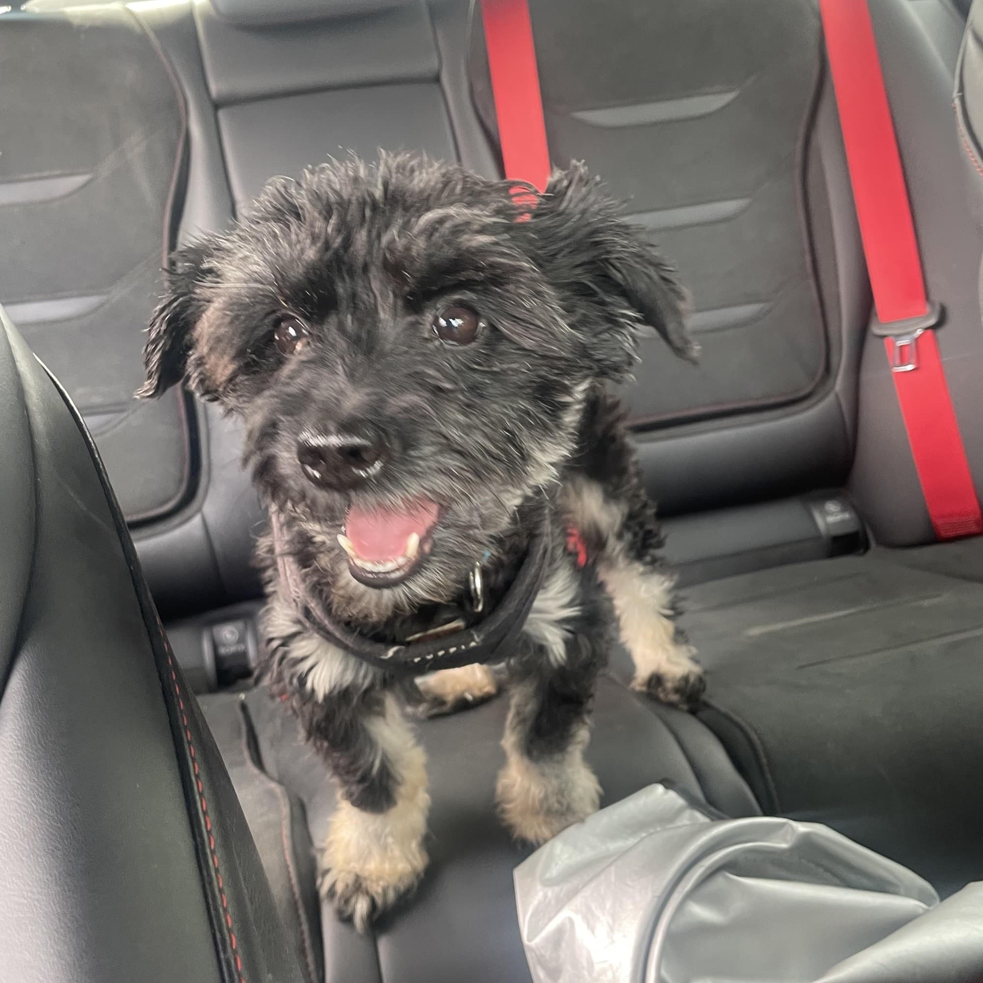Jax, a small scruffy black poodle terrier mix, sitting on the back seat of a car