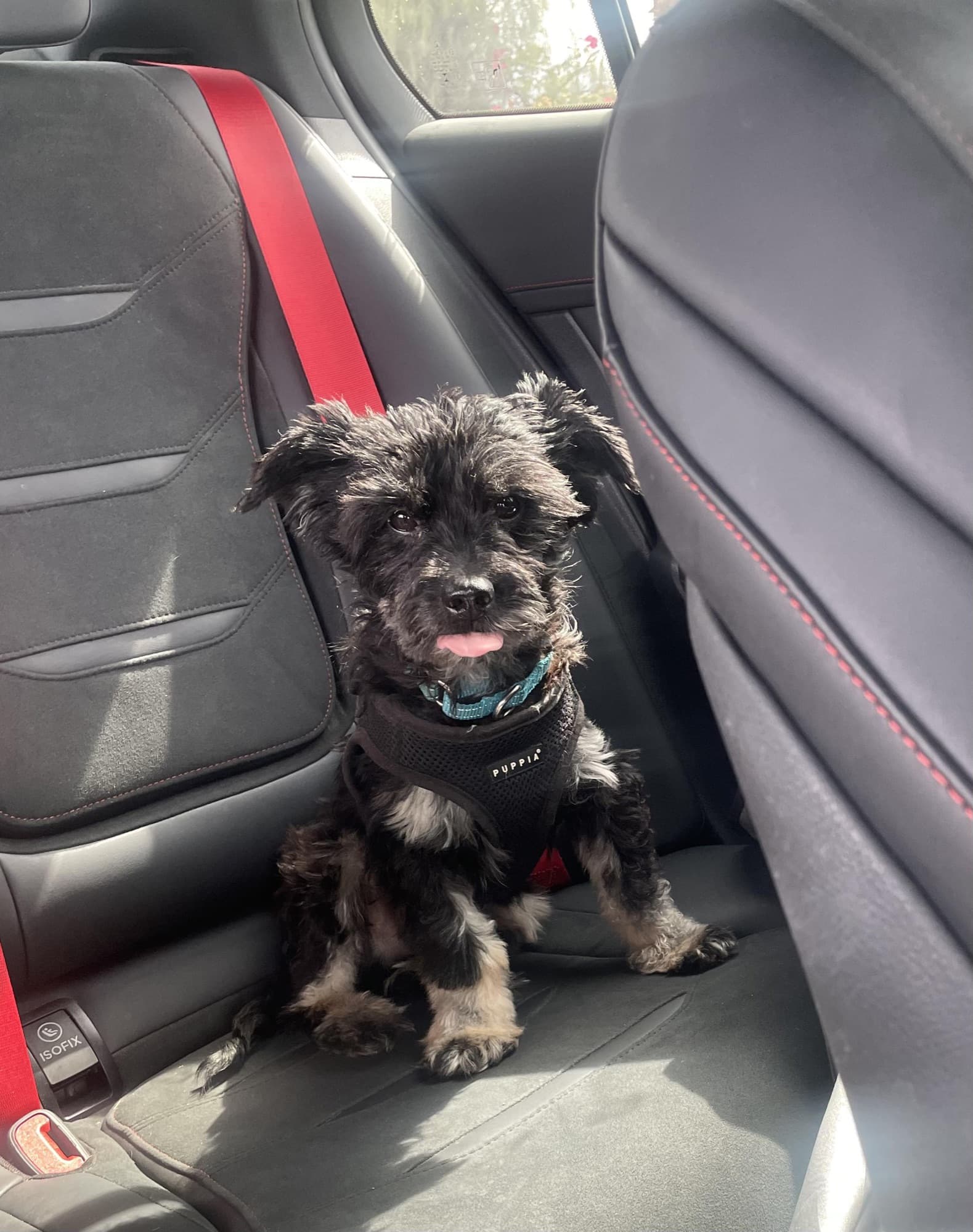 Jax, a small black poodle terrier mix