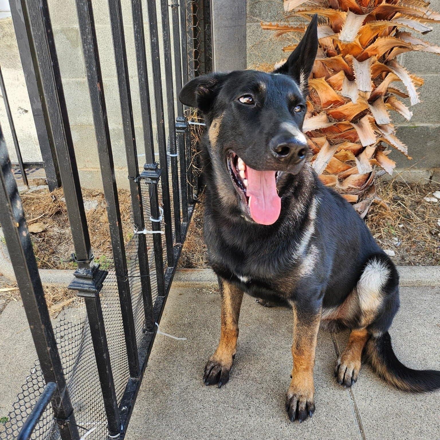 Moonie, a black and tan shepherd mix, sitting by an iron gate with his tongue out