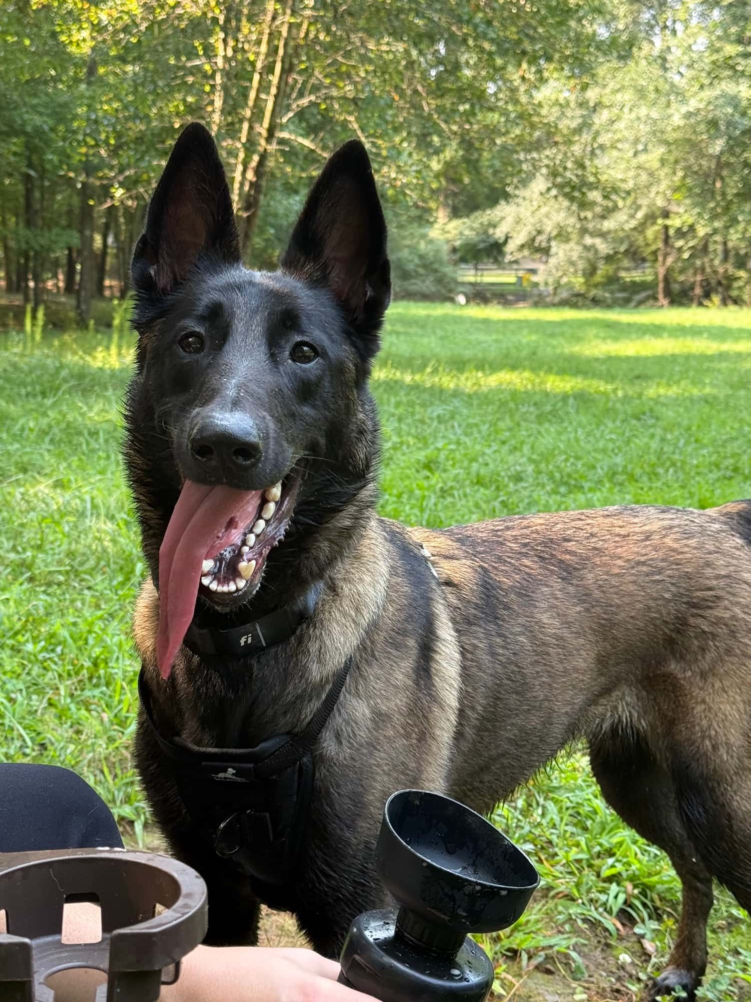 Thea, a black and tan Belgian Malinois, standing in a grassy park with her tongue out