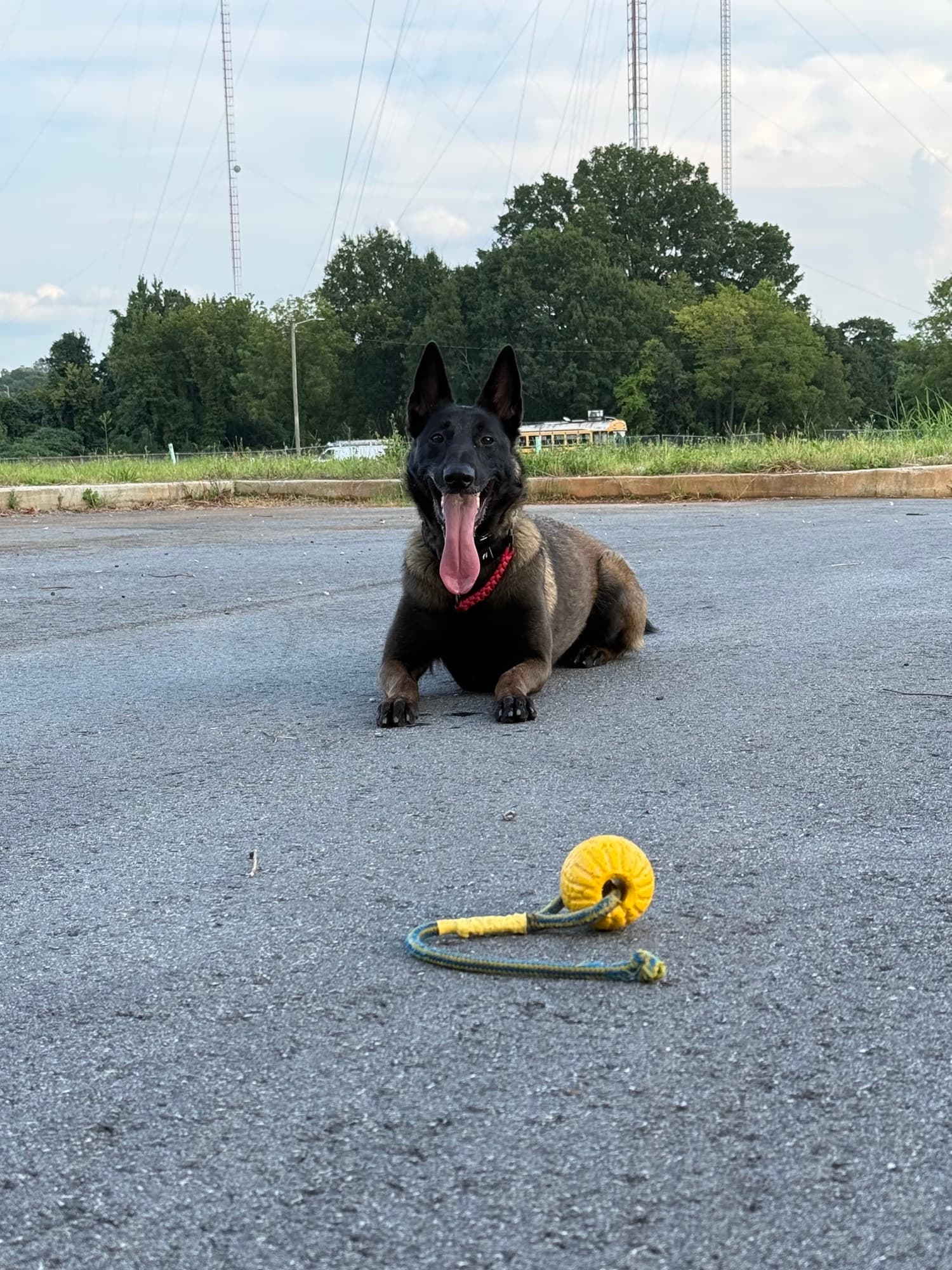Thea lying on a parking lot with a yellow rope toy in front of her